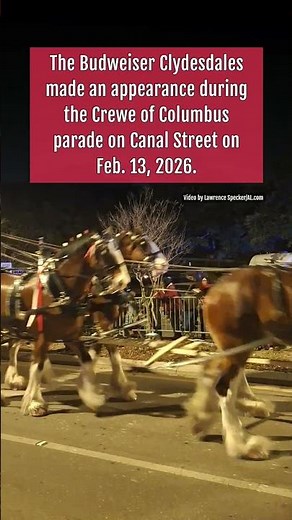 Iconic Budweiser Clydesdales make appearance in parade