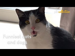 Our Favorite YouTube Shorts Are Wild!