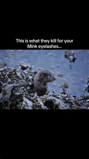 Mink eyelashes are often marketed as luxury, but the reality is far darker. Real mink lashes come from animals kept in cages, bred for fur, and killed for fashion. This video exposes the truth behind mink fur lashes, animal cruelty in the beauty industry, and why “natural” doesn’t mean ethical. If you care about animal welfare, cruelty-free beauty, and ethical fashion, this is something you need to see. There are vegan and synthetic lash alternatives that don’t involve animal suffering. #animalc