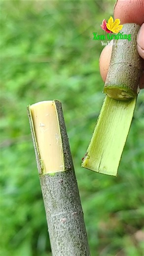 bark grafting on fig 100% successful and satisfying #grafting