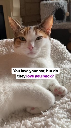 💡Even the most devoted cat owners wonder at some point whether their cat really loves them. So here are four signs to make sure your cat loves you 🫶🏻🐈😻 1️⃣Does your cat rub its head or side against your legs? The soft sensation you feel against your calves is actually your cat identifying you as a friend and is a huge compliment 🫶🏻 2️⃣One of the most obvious signs that your beloved pet is fond of you, is the way that your cat greets you. A tail held in the upright flagpole position shows