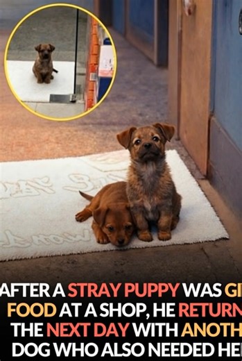 A stray puppy was given food outside a small neighborhood shop… and the next day, he came back — bringing friends who needed help too. 🐾🤍 Early one morning, shoppers noticed a tiny puppy sitting quietly by the entrance. He didn’t bark or beg. He simply waited, curled on the cold ground, watching every person who walked by. Hours passed before the shop owner stepped outside and saw him. Those gentle, hopeful eyes were impossible to ignore. A bowl of food and water was set down, and the puppy at