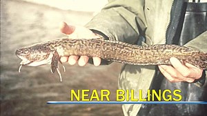 10K views · 155 reactions | The Burbot, also known as Ling, is the only freshwater member of the Cod family. It is a native fish biologists want to know more about. | Montana Fish, Wildlife & Parks | Facebook