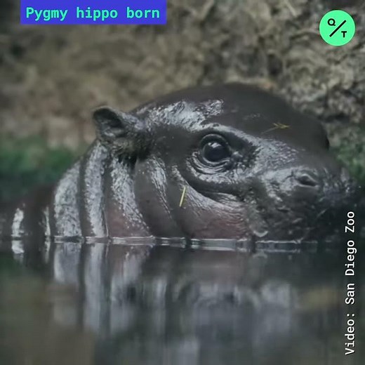 First Successful Pygmy Hippo Birth in San Diego Zoo