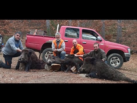 Wild boar hunting Greece.