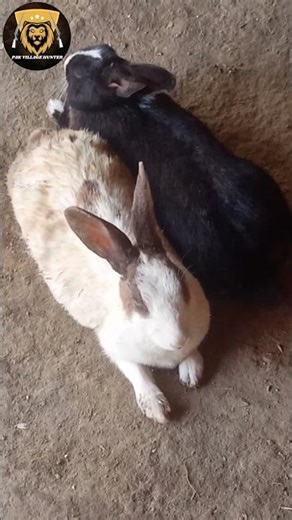 Cute Rabbit Couple Sitting Together 🐰❤️ #Shorts