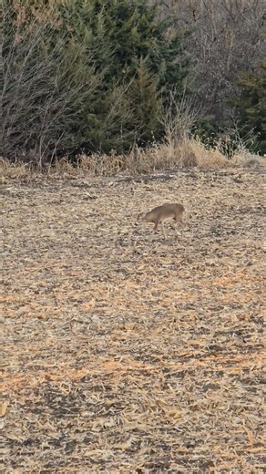 Broken up and walked down. Ol boy got the pass today. | Native Scents