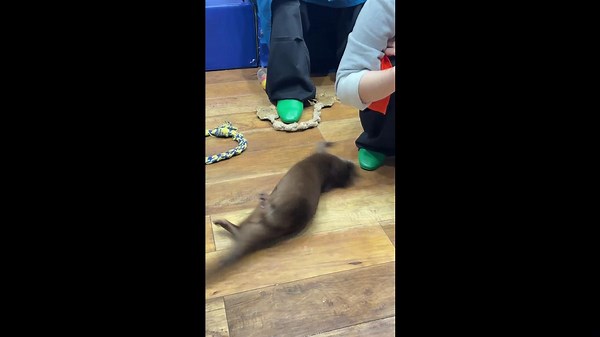 Pet otter loves being spun round