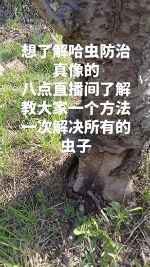 大樱桃天牛幼虫防治新方法#哈虫#钻心虫