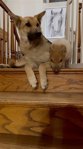 Roxy is so patient🤣 #Humperdink #Buttercup #Wesley🐷 #ThePrincessBride | Sunshine Stables
