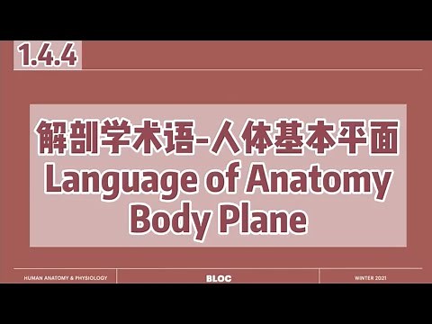 【中英双语国际课-人体解剖生理学】解剖学术语: 人体基本切面 | Anatomical Terms: Body Planes | Sagittal/Frontal/Transverse Planes