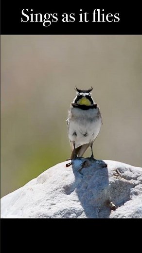 The Male Horned Lark Sings When it Flies #naturelovers #nature #wildlife #birds #birdwatching