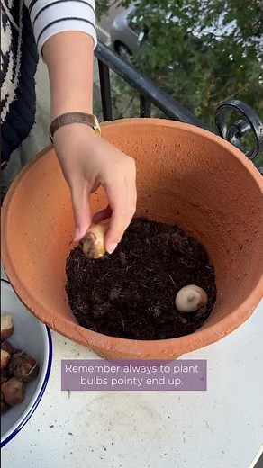 How to start planting up your spring flowering pots