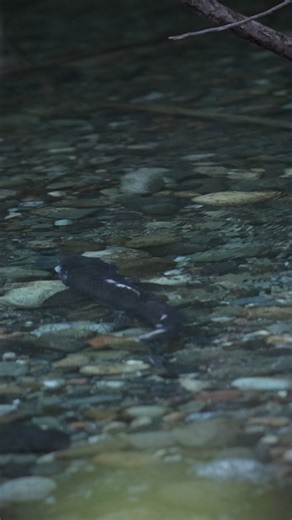 Today is Wild Salmon Day. Despite of overfishing, land development, pollution and other human-caused factors, these resilient fish continue to carry on their journey to the ocean and back as they have done for millions of years. One of my favourite activities is to look at them spawning in a peaceful off channel after having been through all the chaos throughout their migration. This one is found in the Upper Chilliwack River but you can find them anywhere at your local salmon-bearing stream in 