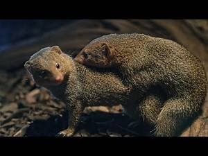 Love & Leaps: The Romantic Dance of Mongoose Mating!