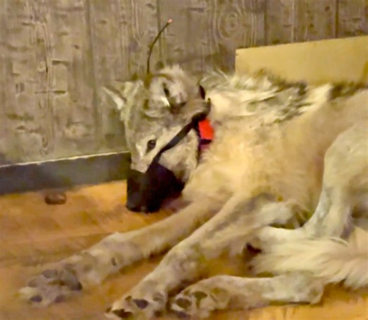 Infamous wolf captor Cody Roberts pleads not guilty