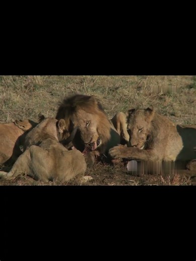 Forest Echo| 5 Craziest Animal Chases Caught on Camera!