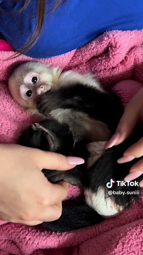 Suni loves her mommy 💓 #capuchinmonkey #babymonkey #monkey #cute #mommysgirl #cuddlebuddy
