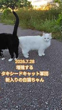 2026.7.28 増殖するタキシードキャット軍団 新入りの白猫ちゃん