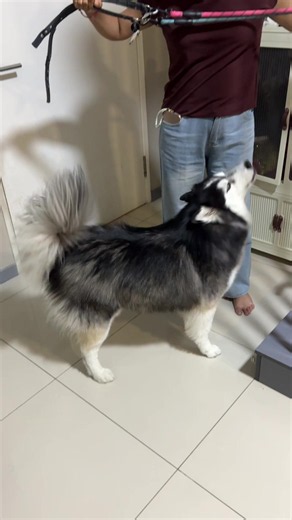 Tiba-tiba Semua Macam Dah Masuk Air — Sparkle & Max Husky Moment