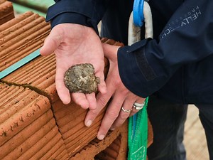 ‘Pioneering’ oyster reef project aims to boost biodiversity
