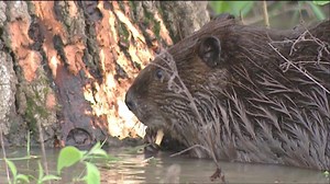 It's International Beaver Day! These vegetarians feed on fresh leaves, twigs, stems and bark. Video: Brett Billings, Ryan Hagerty and Doug Canfield | U.S. Fish and Wildlife Service