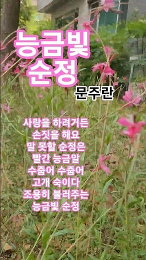 능금빛 순정 #문주란#배호#트로트#1968배호ㆍ최고인기애창곡