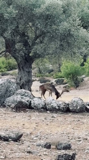 Male deer Platoni Dama Dama, native Rhodian king of the nature.