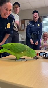 Never Miss Parrot Comedy | Crazy Parrot Tv