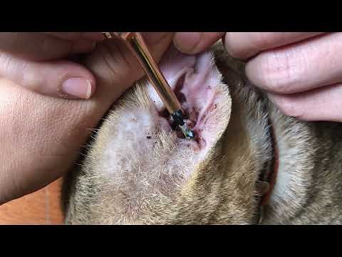 Cat's Ear Wax Removal Deep Cleanse