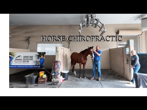 Ocala Florida: Equine Chiropractic Care at EPIC Ocala #Ocala #Horses #HorseHealth