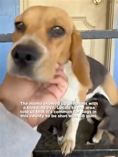 RESCUE IN PROGRESS‼️ A mama beagle and her puppies have been surviving outside on their own, left with no one to care for them. The mom appeared pregnant, already suffering from a bleeding eye. A local resident shared that dogs in this area are often shot with BB guns. 💔 All of them are covered in fleas and ticks, and are full of parasites. They urgently need medical care, safety, and a chance to heal. Please consider donating to help us give this family the immediate care they deserve. ❤️ WAYS
