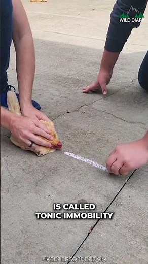 Truth Behind Hypnotize Chicken