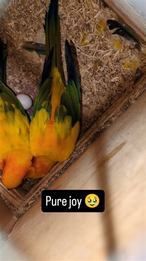 Pets of GK | We were left with nothing but disappointment after checking the empty breeding box. After months of waiting, our Sun conure pair has... | Instagram