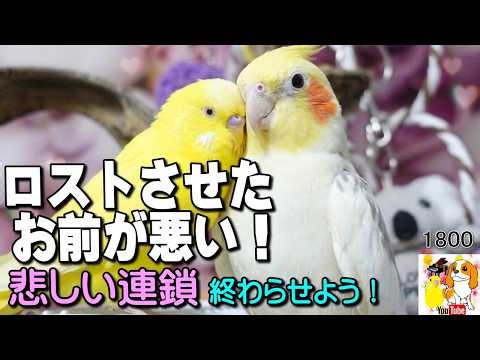 鳥・インコを迷子 ロストさせてしまった時 私達ができる事｜誹謗中傷は逆に命を縮めます