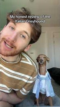 Is an Italian Greyhound the breed for you? #dog #cute #shorts