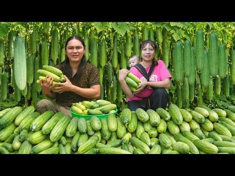 I harvested giant cucumbers, Elaeagnus fruit, to earn money to take care of my sick daughter.