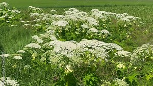 Flowering giant hogweed in the landscape, (Heracleum mantegazzianum) an invasive species that is difficult to eradicate, in Glemminge, Ystad Municipality, Skane County, Sweden, Scandinavia, Europe