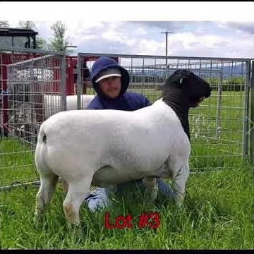 Rockin C Farms Dorper Sheep in Georgia