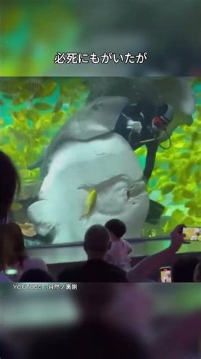 【閲覧注意】人工水槽で見た“野生のルール” #神秘