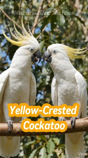 Yellow Crested Cockatoo #birdsongs #birds #birdsounds