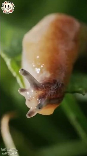 seed spacing, slug control and more gardening tricks! 🧂🐌