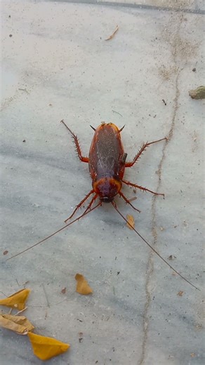 Cockroach walking close up #closeup #cockroach #viralshorts #insects #nature