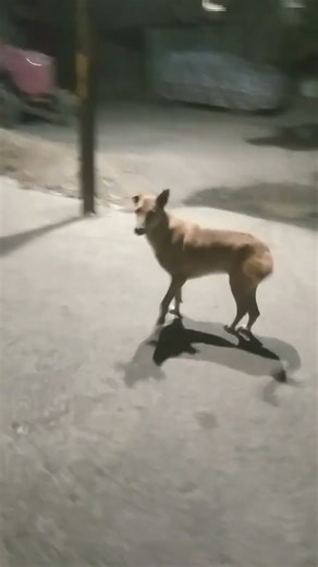 my dog come running to me after seeing me😍🐕♥️✨🎉🎉🎉🎉