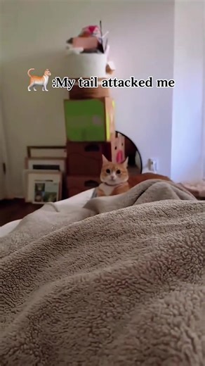 Funny Cat Moments Compilation