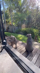 Peggy and Ruby sing along with me . We would love to sing with you Molly but unfortunately we can't sing as well as you . Don't let that stop you , it feels good to sing . That's ok Molly we would prefer to listen to you sing it's just as good for the soul ❤ | Peggy and Molly