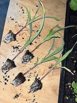 How to transplant corn seedling to a pot!