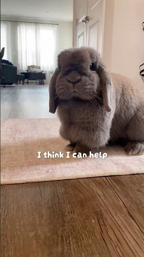 I’m convinced Grandpa’s favorite hobby is cleaning up my hay😆#Bunny #Rabbit #FunnyBunny #PetComedy