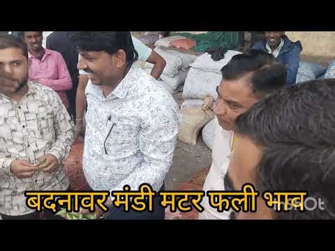 #मटर फली भाव बदनावर मंडी #सुपर मटर क्वालिटी #green matar bhav badnawar Mandi