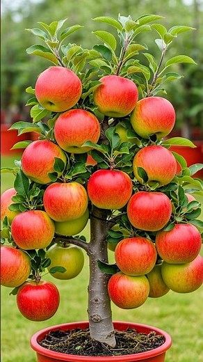 How to grow apple tree from apple fruit